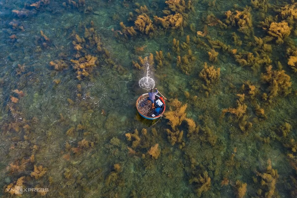 El pescador usa un palo para golpear la superficie de agua y asustar a los peces y calamares hacia la red (Fuente: vnexpress.net)