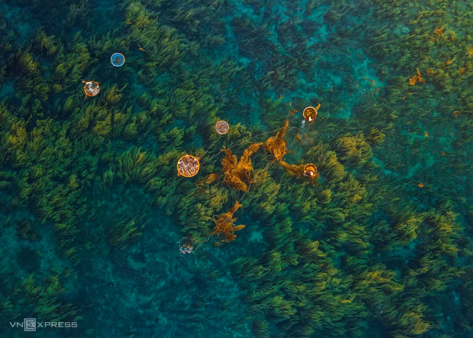 Un pescador puede ganar unos 12 dólares cada día por cultivar algas (Fuente: vnexpress.net)