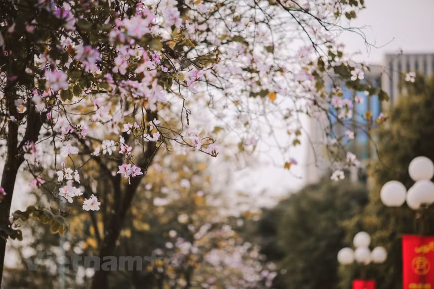 El color suave de la flor maravilla a muchas personas (Fuente: VNA)