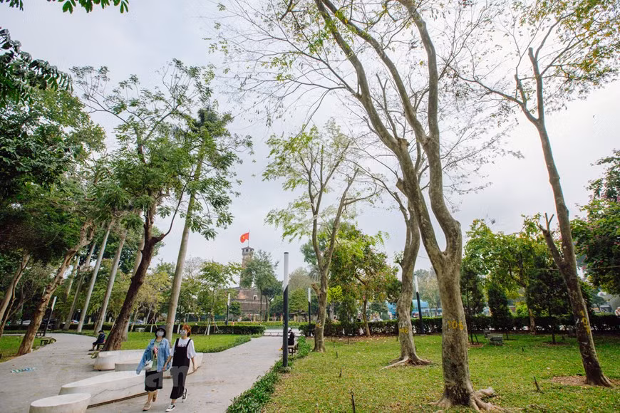 Las flores Sua embellecen calles de Hanoi. Las flores Sua (cuyo nombre científico es Dalbergia tonkinensis) tienen un color blanco puro, que cautiva a todos en la capital Hanoi. Se encuentran plantados en varias calles, y cada temporada de floración es fácil verlos desde la distancia. Gracias a su color blanco típico, las flores Sua se pueden apreciar fácilmente desde lejos. Las ramas de las flores Sua se mecen con el viento primaveral. Si tienes la oportunidad de visitar a Hanoi en estos días, será difícil olvidar la belleza de las flores Sua. Esas flores adornan con su blancura la esquina de una calle, creando una escena romántica. (Fuente:Vietnamplus)