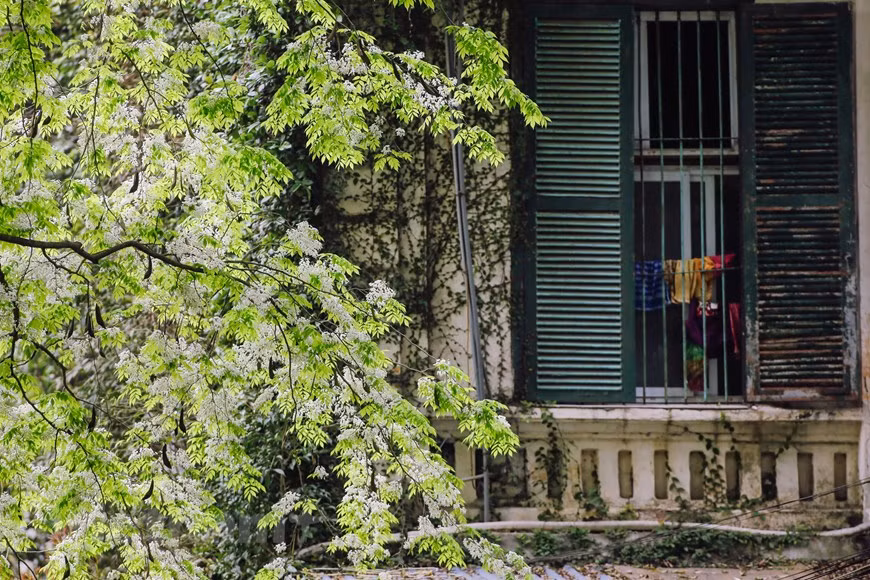 Cada marzo, cuando el clima es un poco frío y el sol brilla suavemente, las flores de Sua florecen en las calles de Hanoi. Se encuentran plantados en varias calles, y cada temporada de floración es fácil verlos desde la distancia. Gracias a su color blanco típico, las flores Sua se pueden apreciar fácilmente desde lejos. Las ramas de las flores Sua se mecen con el viento primaveral. Si tienes la oportunidad de visitar a Hanoi en estos días, será difícil olvidar la belleza de las flores Sua. Esas flores adornan con su blancura la esquina de una calle, creando una escena romántica. (Fuente:Vietnamplus)