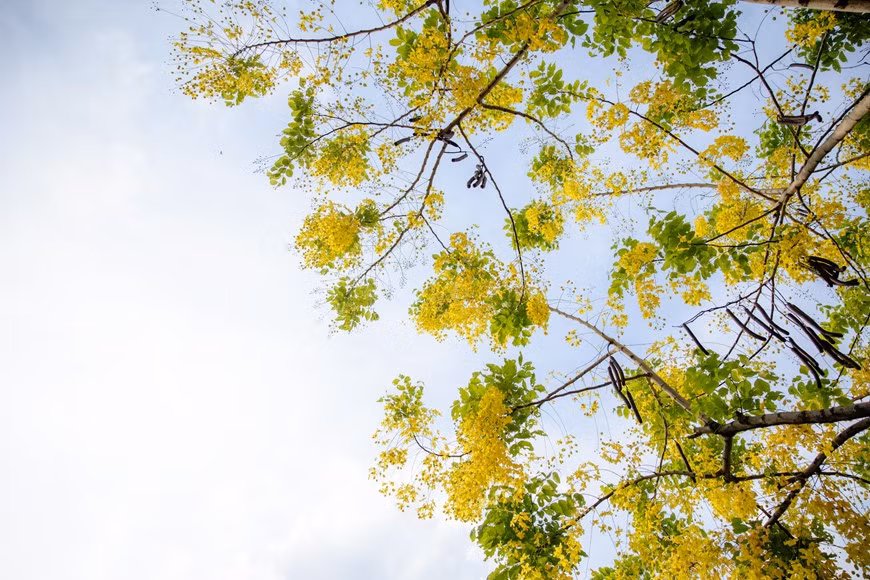 La flor hermosa representa la suerte y la esperanza de un futuro mejor. Esta planta, nativa del sur de Asia, tiene diferentes nombres en vietnamita debido a la forma de sus flores, tales como Hoa long den (flor de linterna), Bo cap nuoc (escorpión de agua) y Mai no muon (Ochna integérrima de floración tardía), entre otros. A fines de mayo, las cañas fístulas florecen en muchas esquinas de las calles de la capital. Además de fines decorativos, la caña fístula tiene usos medicinales, proporciona buena madera para la fabricación de carbón y muebles, y sirve como cortina protectora contra los vientos. (Fuente:Vietnamplus)