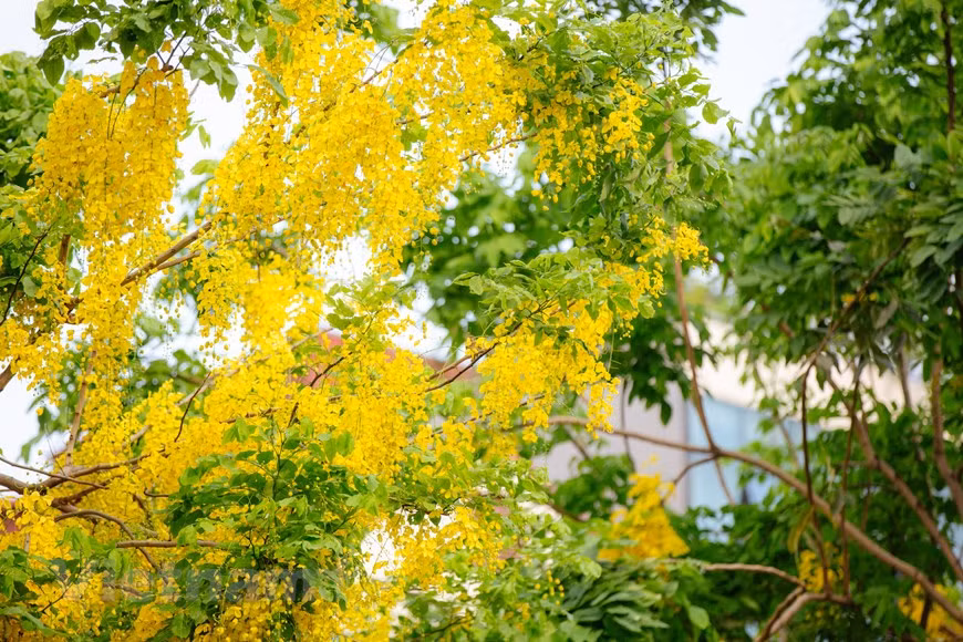 La caña fístula representa la suerte y la esperanza de un futuro mejor. La hermosa caña fístula, casia purgante u hojasén (Cassia fistula), es una especie fanerógama perteneciente a la familia de flor de las fabáceas. A fines de mayo, las cañas fístulas florecen en muchas esquinas de las calles de Hanoi. Además de fines decorativos, la caña fístula tiene usos medicinales, proporciona buena madera para la fabricación de carbón y muebles, y sirve como cortina protectora contra los vientos.Esta planta hermosa, nativa del sur de Asia, tiene diferentes nombres en vietnamita debido a la forma de sus flores, tales como Hoa long den (flor de linterna), Bo cap nuoc (escorpión de agua) y Mai no muon (Ochna integérrima de floración tardía), entre otros. (Fuente:Vietnamplus)