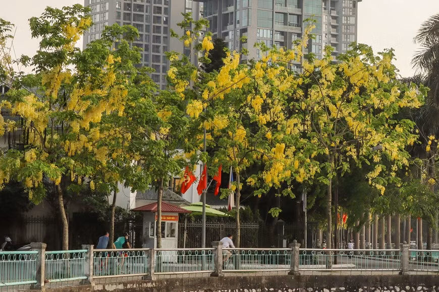 La belleza de la flor de Osaka (Fuente: Vietnamplus)