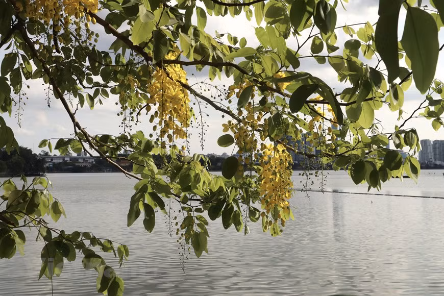 La flor de Osaka, también conocida como caña fístula (Cassia fistula), tiene su origen en Asia del Sur. Además, es la flor nacional de Tailandia, por el amarillo que simboliza el color típico de la familia real de este país (Fuente: Vietnamplus)