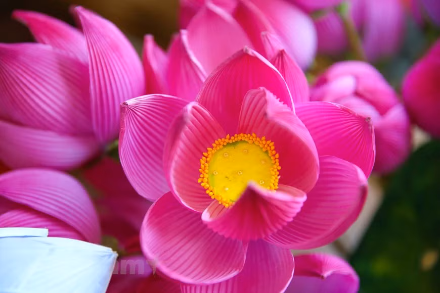  Las flores de papel de Thanh Tien no solo tienen un significado ceremonial, sino que también destacan por sus valores estéticos y culturales. Actualmente, la demanda de flores de papel ha disminuido mucho, pero la gente de aquí todavía quiere mantener este pueblo artesanal como una característica cultural única de la gente de Hue. En los últimos días del año, a pesar de que llueve mucho, todavía hay numerosos turistas que vienen de visita y experimentan la elaboración de flores de papel. Las flores de papel de Thanh Tien ahora no solo son famosas por la cultura de la antigua capital de Hue, sino que también siguen a los turistas a otras regiones como Hanoi, Hoi An o incluso el extranjero. (Foto: Vietnam+)
