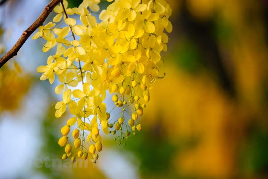 La temporada de floración de esta planta dura dos meses, de mayo a julio. La caña fístula representa la suerte y la esperanza de un futuro mejor. Esta planta, nativa del sur de Asia, tiene diferentes nombres en vietnamita debido a la forma de sus flores, tales como Hoa long den (flor de linterna), Bo cap nuoc (escorpión de agua) y Mai no muon (Ochna integérrima de floración tardía), entre otros. A fines de mayo, las cañas fístulas florecen en muchas esquinas de las calles de Hanoi. Además de fines decorativos, la caña fístula tiene usos medicinales, proporciona buena madera para la fabricación de carbón y muebles, y sirve como cortina protectora contra los vientos.(Fuente:Vietnamplus)