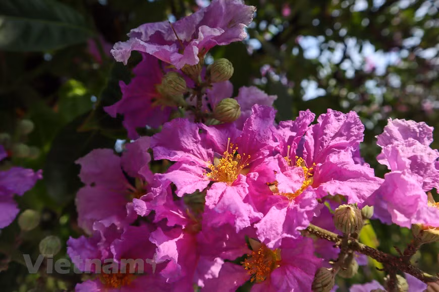Las flores de Bang Lang (Lagerstroemia) señalan la llegada del verano (Fuente: Vietnamplus)