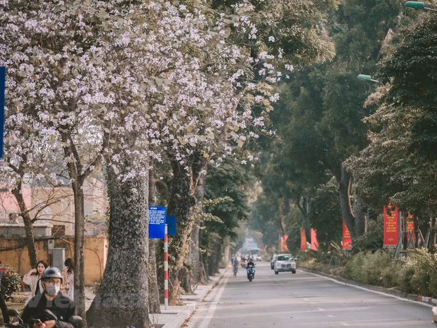 Las flores de Bauhinia blanca en Hanoi se plantan en hileras, resaltando la belleza brillante en el clima primaveral (Fuente: VNA)