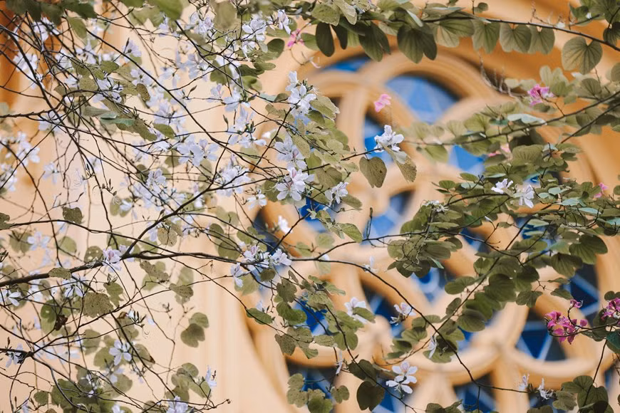 El color suave de la flor maravilla a muchas personas (Fuente: VNA)