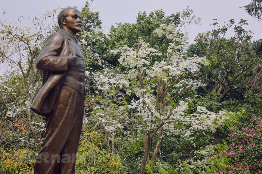 La temporada de las flores Sua inicia a menudo a finales de febrero. Su color blanco puro aporta una belleza única a las flores, que cautiva a todos en la capital Hanoi. En estos días, al pasear por Hanoi, los visitantes pueden descubrir muchos lugares con flores blancas. Los árboles Sua, cuyo nombre científico es Dalbergia tonkinensis, solo se encuentran plantados en varias carreteras, pero cada temporada de floración es fácil verlos desde la distancia. Gracias a su color blanco típico, las flores Sua se pueden apreciar fácilmente desde lejos y sus ramas mecen con el viento primaveral. Si tienes la oportunidad de visitar a Hanoi en estos días, será difícil olvidar la belleza de esas flores. (Fuente: Vietnamplus)