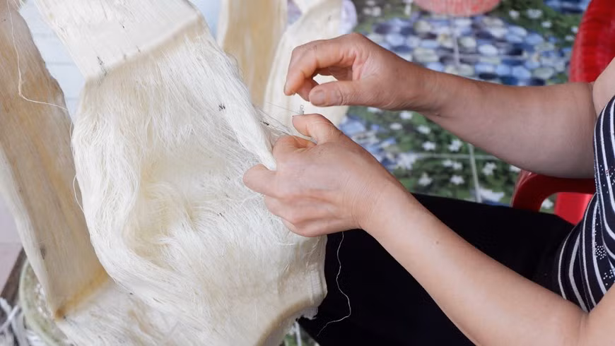 Aunque los productos de seda de la aldea de Co Chat son famosos en todas partes por su buena calidad, hermosura y durabilidad, actualmente los residentes locales, especialmente los jóvenes, enfrentan dificultades a la hora de preservar y desarrollar ese oficio tradicional, porque no tienen suficiente estímulo para proseguir la profesión, en parte debido al costo de materias primas. Hoy en día, los ancianos de la aldea de de Co Chat todavía siguen el método manual como un hábito y aman el trabajo. Mientras tanto, la generación más joven ha invertido en maquinaria y construido fábricas modernas para mejorar y elevar la productividad laboral. (Foto: Vietnam+)