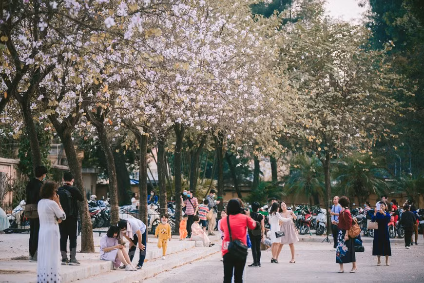 Como una promesa cumplida, cada vez que llega febrero, las flores Ban (Bauhinia variegata), símbolo de la primavera en las zonas montañosas del noroeste de Vietnam, brinda la nueva vida a las calles de Hanoi tras un invierno frío y sombrío. Bauhinia variegata, llamado vulgarmente falsa caoba, uña de vaca, árbol de las orquídeas, o árbol orquídea, es un árbol de la familia de las fabáceas, originario del sur y sureste de Asia. Se trata de un árbol de pequeño a mediano tamaño que crece hasta los 10-12 metros de altura, es de hoja caduca en la estación seca. Las hojas tienen de 10-20 centímetros de largo y ancho, redondeadas, y bilobuladas en la base y el ápice. (Foto: Vietnam+)