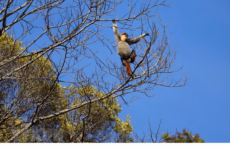 Es el hogar de 15 manadas de duc de canillas rojas (Pygathrix nemaeus), una especie de primate en peligro de extinción. (Foto: VNA)