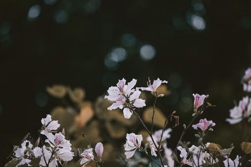 Las flores de Bauhinia variegata también constituyen un símbolo de lealtad. Según la leyenda de las minorías étnicas en el noroeste, había una beldad llamada Ban, quien quería proger su amor con su novio Khum, por lo que murió arrojándose en un acantilado. Luego en ese lugar creció una planta que floreció de color blanco en la primavera. La gente inmediatamente la bautizó con el nombre de la joven, para recordar su amor fiel. Las flores traen la primavera de montañas remotas a Hanoi. ¡Ha llegado la temporada de florecimiento de Bauhinia variegata en Hanoi, !no pierda la oportunidad de contemplar las calles cubiertas de puras flores, un escenario pintoresco que solo aparece una vez cada año! (Foto: Vietnam+)