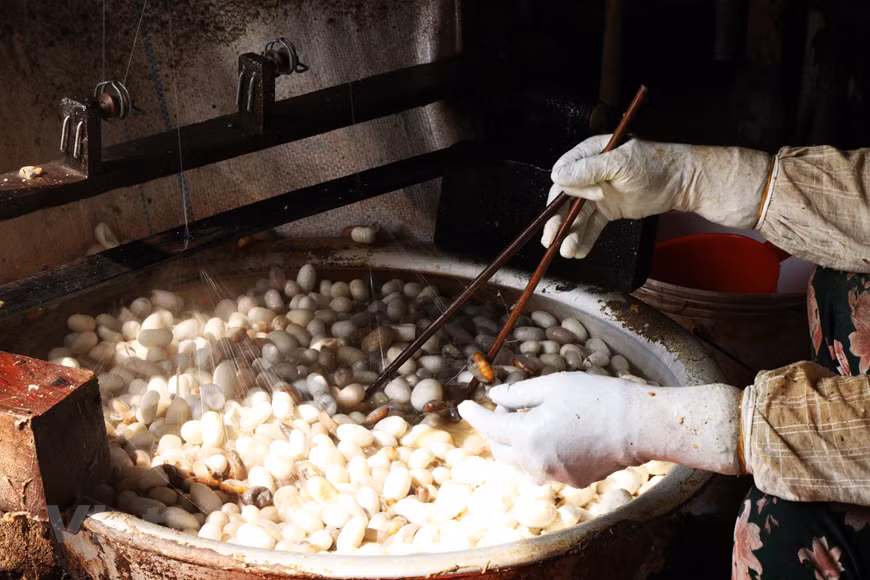 Hacia el año 2900 a. C. se aprecia un cambio en la sociedad que empieza a evaluar el trabajo de la sericicultura como un arte y una actividad agroindustrial muy provechosa. La seda de la aldea de Co Chat ha sido famosa durante siglos. A principios del siglo XX, al observar el potencial de la localidad para la cría del gusano, los colonialistas franceses construyeron una fábrica de seda en Co Chat. Desde entonces, la sericultura de Co Chat comenzó a florecer. En las últimas décadas, Co Chat ha sido una fuente de hilo para las aldeas nacionales de tejidos de seda. Las técnicas de cría de gusanos de seda y de manipulación del capullo del gusano en Co Chat no han variado mucho con los años. En esta pequeña aldea, los sericultores siguen conservando las técnicas transmitidas de generación a generación. (Foto: Vietnam+)