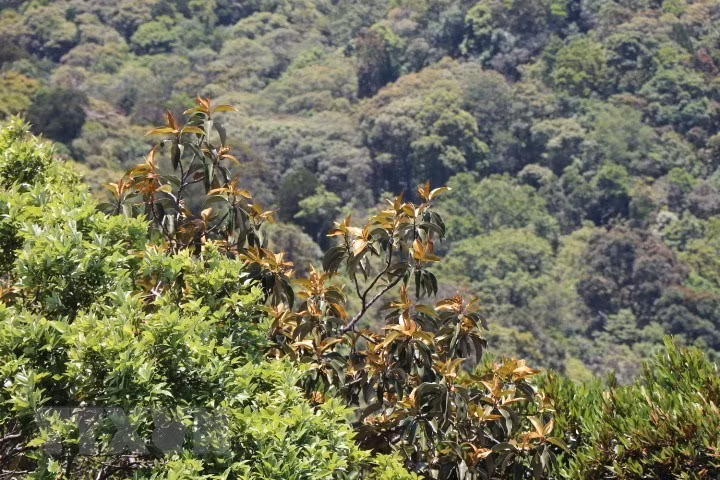 Hojas de árboles cambian de color durante el otoño. (Foto: VNA)