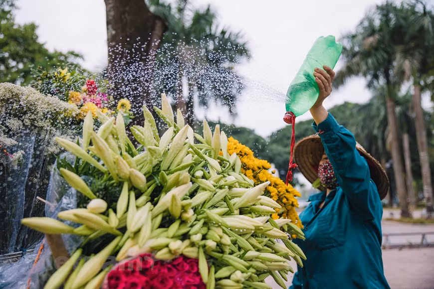 Quizás por eso, durante mucho tiempo, la azucena ha sido la inspiración de numerosas obras musicales y se ha convertido en un símbolo de los primeros días de verano de la capital. La planta gana popularidad entre los floricultores porque es fácil de cuidar y además, sus bulbos son baratos y capaces de reproducir muchas veces. Con buen cuidado, un bulbo puede dar hasta 15-16 flores. Según los comerciantes, la planta generalmente se cultiva en septiembre o octubre, pero no se puede cosechar antes de abril del año siguiente. Las flores, no obstante, son muy "sensibles", en el espacio abierto se deben remojarlas en agua para evitar que se marchiten. (Foto: Vietnam+)