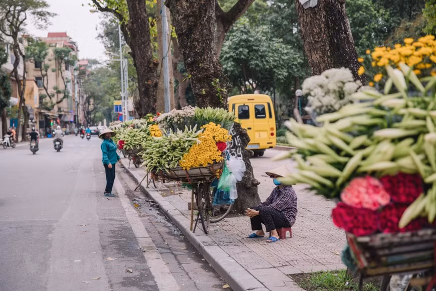 La azucena (Lilium longiflorum), o lirio de Pascua, es una planta bulbosa que crece hasta un metro de alto. En época de floración posee flores con forma de trompeta, blancas y fragantes, apodada también por los hanoienses como la "flor de abril", porque cada año florece exclusivamente en este mes. Aunque no es tan brillante y fragante como muchas otras flores, su color blanco crea una belleza pura muy singular. Con el contraste entre el color blanco puro de las flores y el color verde de las hojas y los tallos, los ramos de la azucenas en de los vendedores ambulantes introducen una sensación se apacibilidad en las bulliciosas calles de Hanoi. (Foto: Vietnam+)