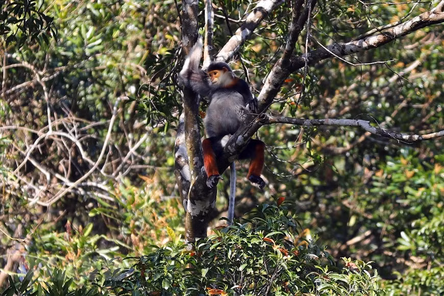 Es el hogar de 15 manadas de duc de canillas rojas (Pygathrix nemaeus), una especie de primate en peligro de extinción. (Foto: VNA)