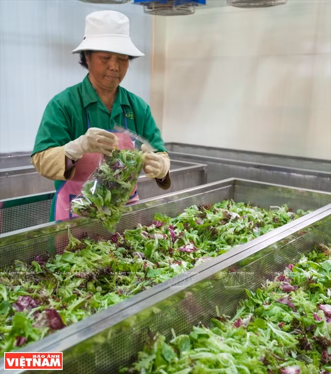 Verduras son desinfectadas y puestas en un sistema de ventilador para extraer el agua, antes de ser empaquetadas 