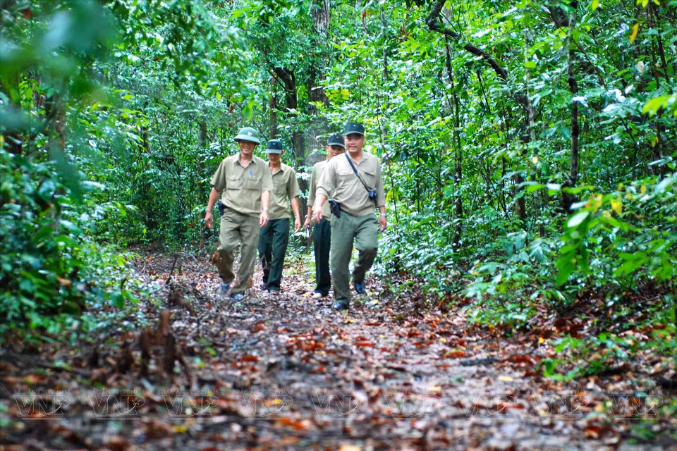 Actividades de patrullaje para la protección forestal de los guardabosques en la reserva natural Binh Chau - Phuoc Buu. (Fuente:VNA)