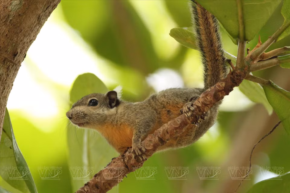 Ardilla de patas amarrillas en la reserva natural Binh Chau - Phuoc Buu. (Fuente:VNA)