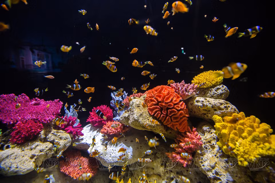 El diseño del lugar recrea el ecosistema bajo los arrecifes de coral, hogar de peces multicolores. (Fuente:VNA)