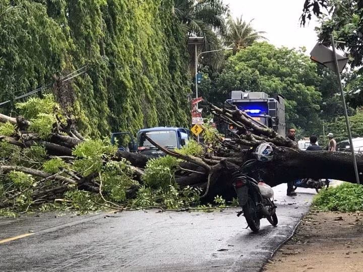 Un árbol bloquea la calle. (Fuente: VNA)
