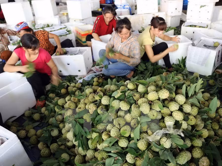 Clasificación de anón en un centro de producción (Fuente: VNA)