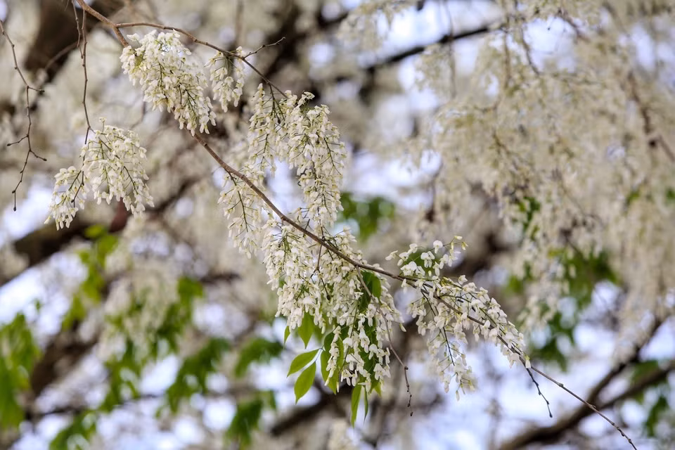  Los pétalos de las flores brotan en un rincón de la capital. (Foto: VNA)