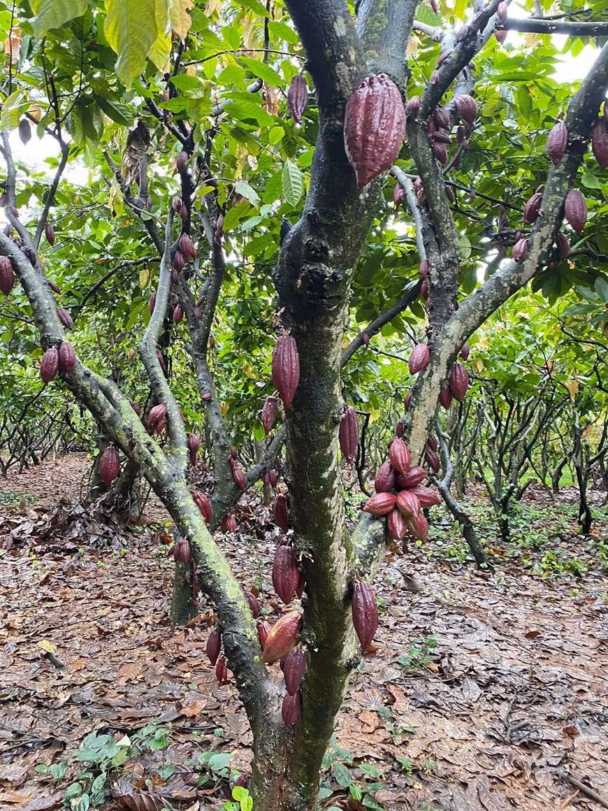 Para muchas personas resulta familiar el olor y sabor del chocolate agridulce, pero pocas han experimentado los hermosos racimos de flores de cacaotero, sus coloridas frutas y los ricos batidos de cacao. Justo en el centro de la ciudad de Buon Ma Thuot, de la provincia altiplana de Dak Lak, existe un jardín verde de cacao de un área de 1,3 hectáreas. Está ubicada detrás de la cafetería Reu Phong en la dirección 111 Y Ngong, del distrito de Tan Thanh. El propietario de este jardín es el Doctor Pham Hong Duc Phuoc, un destacado experto en árboles de cacao. Actualmente, el establecimiento está gestionado por el arquitecto Mai Thanh Sang y la administradora Nguyen Thi Tuyet Nhung. (Foto: Minh Thu/Vietnam+)