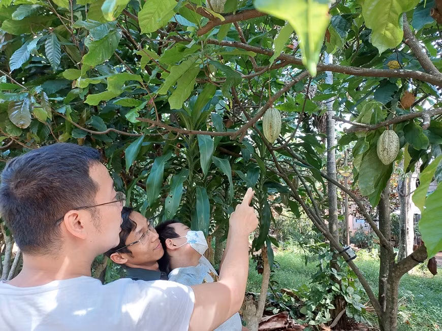 Hace muchas décadas, los misioneros europeos introdujeron los árboles de cacao en Vietnam. Con un clima tropical, este país devino ideal para sembrar ese tipo de árboles. Sin embargo, el mercado de esa fruta en la nación indochina no se desarrolló con fuerza y solo ha comenzado a mostrar signos de volverse más popular en los últimos años. Los productos de cacao vietnamitas son considerados uno de los mejores del mundo, debido a las características de buen suelo, clima y proceso de fermentación. Dependiendo de la zona donde se cultiven los árboles, el sabor del cacao también es diferente, esto viene de las características ecológicas de cada región. (Foto: Minh Thu/Vietnam+)