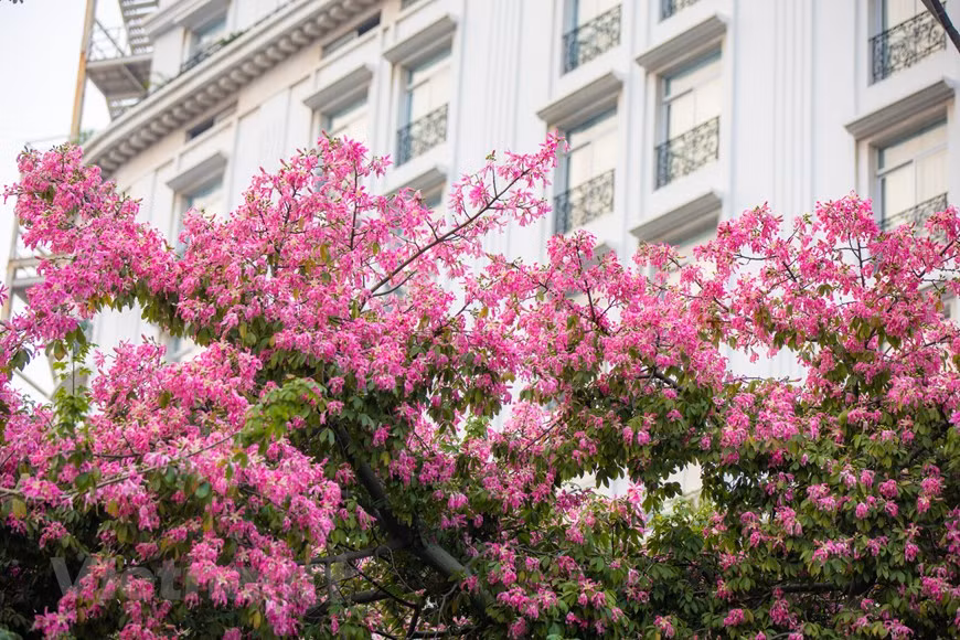 El palo borracho (Ceiba Speciosa) es originario de los países americanos, de donde nos ha llegado una leyenda romántica vinculada a este árbol. Cuenta una historia transmitida de padres a hijos, que en una antigua tribu de la selva vivía una joven muy bella; la deseaban muchos pretendientes, aunque ella solo tenía ojos para un valeroso guerrero. Se enamoraron. Ahora bien, su romance se interrumpió cuando los guerreros partieron a la guerra contra otra tribu y no regresaron. La joven quedó desolada, ahogada en la tristeza más profunda. Tanto es así que un día se adentró en la selva y se dejó morir de pena. (Foto: Vietnamplus)