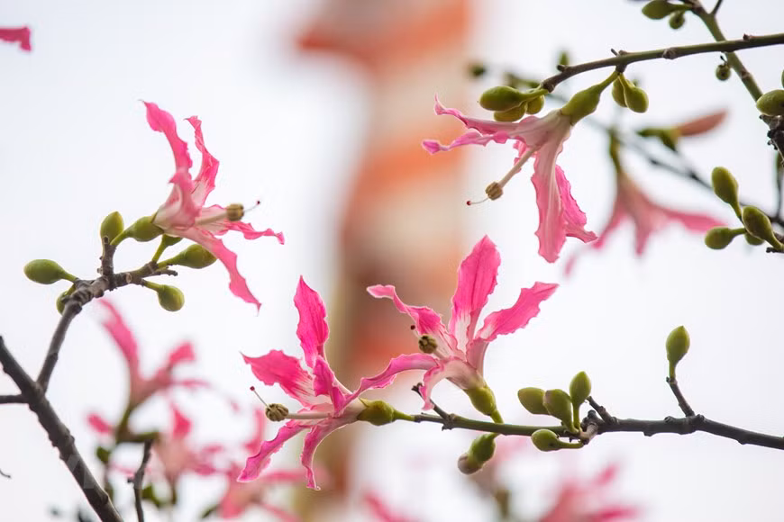 La forma más sencilla de reproducir el palo borracho es mediante semillas. Los frutos son muy visibles y aparecen una vez las flores se marchitan. Cuando éstos maduran, se abren y podemos recoger las semillas. Con el tiempo, terminan cayendo al suelo o dispersándose mediante el viento. La forma de la cápsula que envuelve a las semillas parece muy curiosa. Tiene aspecto de fibra de algodón, por lo que pesa poco y se mueve fácilmente con el aire. En su interior encontramos semillas de pequeño tamaño y color negro, fáciles de plantar y germinar en una maceta. La germinación de semillas del palo borracho se realiza con cierta facilidad, y no necesita ningún tipo de tratamiento especial o estratificación. (Foto: Vietnamplus)