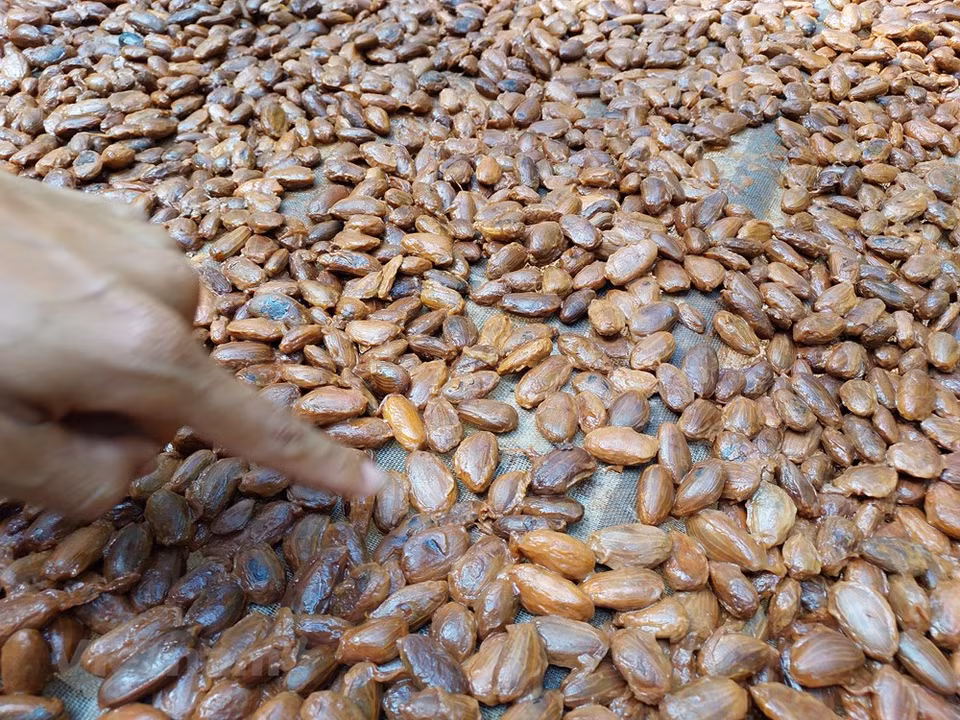Como el 40 por ciento de la producción de cacao en Vietnam posee un sabor de calidad, el Consejo Internacional del Cacao (ICC) ha clasificado a este territorio asiático como uno de los países que cultivan cacao con buen sabor. La provincia de Dak Lak deviene uno de los mayores cultivadores de ese grano del país. Al llegar a aquella localidad en la Altiplanicie Central, los visitantes pueden realizar un recorrido por el jardín verde de cacao de un área de hasta 1,3 hectáreas del Doctor Pham Hong Duc Phuoc, un destacado experto en árboles de esa planta. En el lugar, los visitantes pueden cosechar frutos de cacao personalmente y aprender sobre el proceso de producción. (Foto: Minh Thu/Vietnam+)
