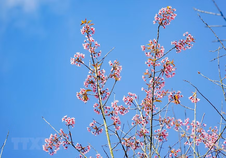 En la provincia de Dien Bien, esta variedad de flor se encuentra en los distritos Dien Bien Dong, Muong Cha, Tua Chua… (Foto: VNA).