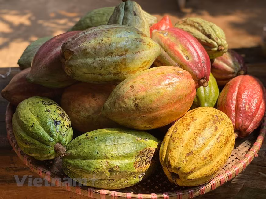 Pese a no contar con letrero de promoción, este interesante destino se está volviendo un sitio cada vez más popular. Todos los que vienen aquí también eligen un batido de cacao especial, que rara vez se ve en otros lugares. Los visitantes igualmente pueden experimentar el sabor del chocolate fresco en el jardín. A los turistas les encanta posar junto a los frutos de cacao rojos maduros. Por su parte, los niños aprenden sobre el proceso de cuidado de los árboles y el origen del chocolate. El dueño de este jardín no usa pesticidas en absoluto, solo emplea un poco de fertilizante NPK combinado con estiércol para fertilizar. (Foto: Minh Thu/Vietnam+)