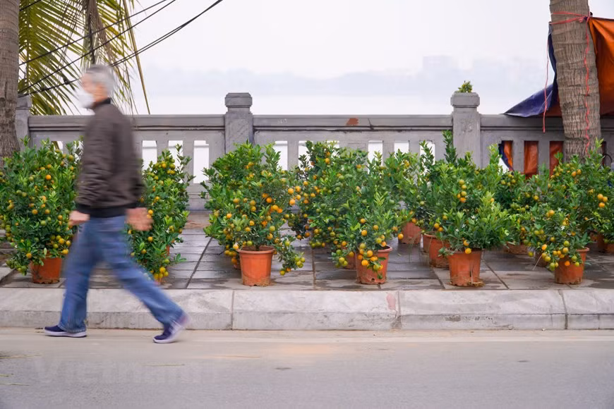 El lugar donde se pueden contemplar diferentes tipos de flores y plantas ornamentales durante el Tet es la calle de Lac Long Quan (en el distrito de Tay Ho). A lo largo de esta vía de más de cuatro kilómetros, las plantas ornamentales cubren casi ambas aceras. Aunque el precio de venta de las ramas de durazno y los kumquats en este momento ha disminuido bastante en comparación con años anteriores, el número de compradores sigue siendo insignificante. (Foto: Minh Hieu/Vietnam+) 
