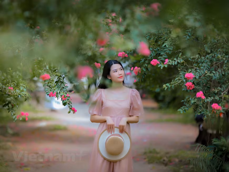 Cuando las flores comienzan a brotar en verano, el lugar se torna más vivo y colorido, mientras que en otoño las hojas amarillas y rojas cubren el suelo del jardín, confiriéndole un aspecto muy diferente. Do My Linh, una visitante del distrito de Dong Da en Hanoi, llegó al lugar con sus amigos. “Queríamos captar los primeros rayos de sol del día, lo cual haría que nuestras fotos fueran mucho más hermosas”, declaró. El camino de 200 metros se encuentra en un jardín de flores en el distrito de Thanh Tri, a unos diez kilómetros del corazón de esta capital milenaria. Está bordeado por más de 100 árboles de mirtos de crespón. (Foto: Minh Hiếu/Vietnam+)