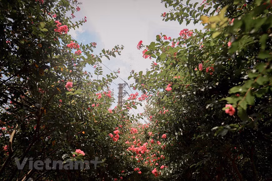 De acuerdo con el ciclo natural, los árboles de mirtos de crespón en Vietnam florecen desde finales de mayo, pero este año, las flores brotaron solo en julio. Las flores llamadas Tuong vy en vietnamita tienen un tiempo de floración que dura de dos a tres meses si se plantan en grupos. En cambio, si se planta sola, solo florecerán durante aproximadamente 1,5 meses. Aunque crecen en grandes racimos, miran hacia arriba y florecen continuamente bajo el cálido sol del verano, las flores son extremadamente frágiles. En la estación veraniega las flores empiezan a nacer, haciendo que el lugar sea más vivo y colorido, mientras que en otoño, las hojas amarillas y rojas cubren el suelo del jardín, dándole un aspecto muy diferente. (Foto: Minh Hieu/Vietnam+)