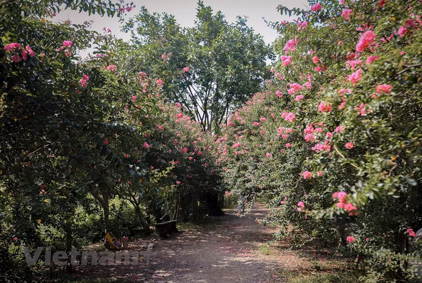 El jardín no solo proporciona a los visitantes una sombra fresca muy conveniente ante el sol abrasador durante estos calurosos días de verano en Hanoi, sino también una experiencia única para tomar las fotos. “Los mirtos que crecen en el norte de Vietnam, en general, y en Hanoi, en particular, son interesantes porque sus diferentes procesos de desarrollo se pueden ver claramente a lo largo de las estaciones”, dijo Dao Manh Hung, propietario del jardín. En el invierno, resulta curioso apreciar cómo los árboles de mirtos de crespón sueltan todas las flores y hojas, dejando solo ramas aparentemente secas y ásperas, pero en la primavera estas plantas vuelven rápidamente a la vida con hojas nuevas. (Foto: Minh Hiếu/Vietnam+)