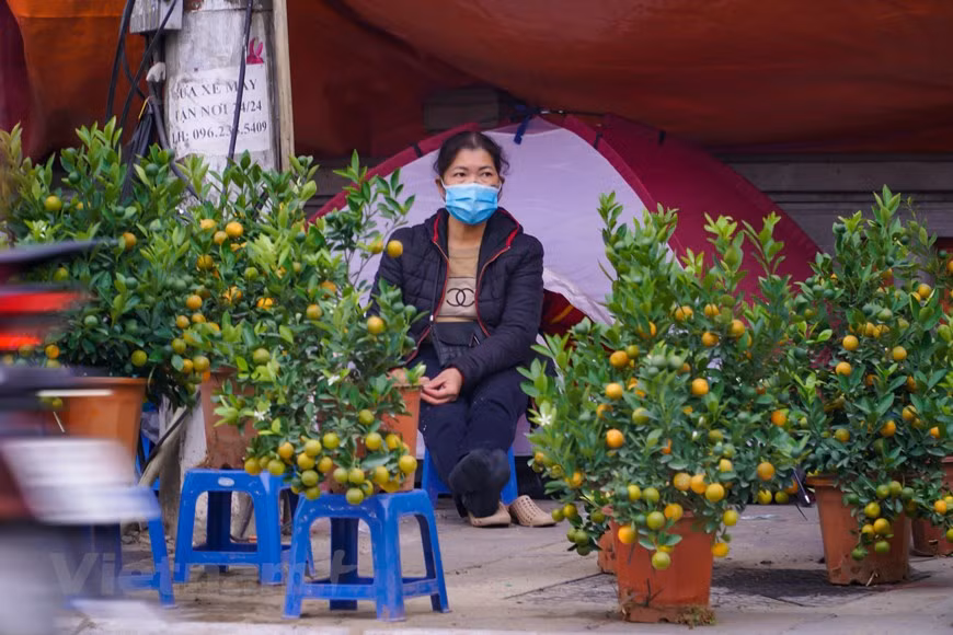Este año, los árboles de kumquat ornamentales pequeños oscilaron entre 200 mil y 300 mil dong vietnamita (VND)/árbol, mientras los árboles de kumquat con follaje ancho varían entre 700 mil y 800 mil VND/árbol. Los árboles de kumquat grandes tienen precios más altos, desde 1,2 millones hasta cuatro millones de VND/árbol. El mercado de este año fue testigo de muchos árboles de kumquats con formas únicas y extrañas, pero también con compradores exigentes. Según una comerciante en el distrito de Tay Ho, este año llegan pocos clientes a no solo su tienda, sino otras tiendas del mercado de flores también están en la misma situación. (Foto: Minh Hieu/Vietnam+) 