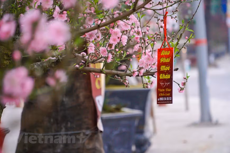 Según las creencias de los vietnamitas, al comprar un bonsái del kumquat para el Tet, se debe elegir de manera cuidadosa y de acuerdo con el método de feng shui. El bonsái del kumquat bellamente decorado tiene un buen significado para toda la familia con motivo del año nuevo. La colocación de ese árbol ornamental en el domicilio brindará mucha alegría, suerte y prosperidad a la familia durante todo el año, además de traer grandes inversiones e ingresos si se lo pone en la oficina o tiendas. Con el paso del tiempo, no todos conocen completamente el significado de este árbol, solo que, con motivo del Tet, decorar la casa con melocotoneros y ramas de durazno se ha convertido en una costumbre. (Foto: Minh Hieu/Vietnam+)