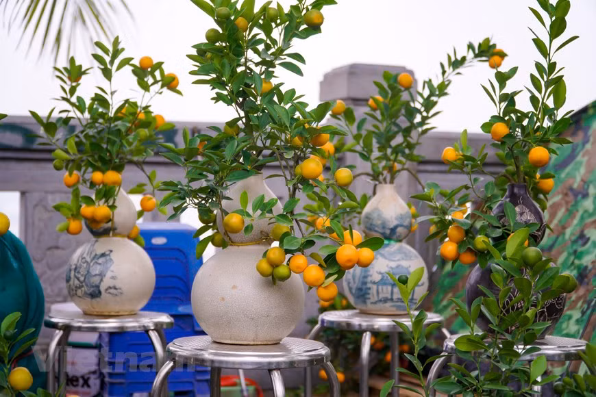 La flor de durazno (o melocotón) es un elemento indispensable de cada familia durante el Tet (Año Nuevo Lunar), gracia a su importancia en la vida espiritual de los vietnamitas. En primer lugar, los melocotones se consideran la quintaesencia de los Cinco Elementos, capaces de ahuyentar a todos los demonios y brindar a las personas una vida pacífica. No solo eso, las flores de durazno también simbolizan la fertilidad. Al decorar la casa con esta flor, todos desean tener un año feliz y próspero. La planta, además, trae una nueva fuente de vitalidad que ayuda a todos los miembros en la familia a gozar de buena salud. La belleza de esta flor simboliza también a las chicas del Norte: dulce, tímida y graciosa. (Foto: Minh Hieu/Vietnam+) 