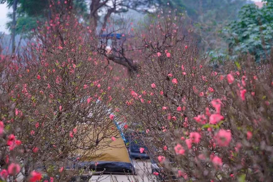 Se puede comprar “dao the” cultivados en forma bonsái, para decorar los pequeños hogares. En contrario, los horticultores también ofrecen grandes árboles, que sirven para las oficinas, casas o espacios de amplia superficie. Especialmente, los “dao the” siempre se desarrollan con árboles antiguos, sin hibridación alguna. Por eso el cultivo y cuidado de esas plantas requieren de los horticultores grandes esfuerzos y técnicas meticulosas, tales como el trasplante, la poda, el alambrado, el pinzado, para generar productos con la mejor forma. Otra opción para los clientes es comprar ramas de melocotonero. Los pequeños ramos se utilizan para decorar el altar durante el Tet, y las grandes ramas brindan la atmósfera de primavera a la casa. Este tipo de producto requiere menos trabajo de los cultivadores. (Foto: Minh Hieu/Vietnam+)
