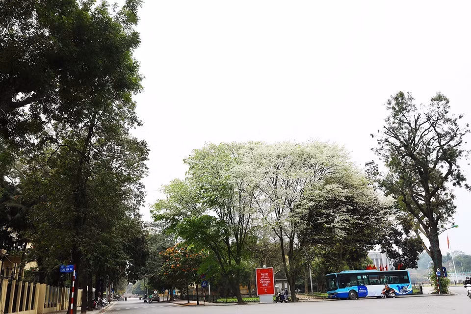 Las flores de alstonia scholaris brotan en una esquina de Hanoi. (Foto: VNA)