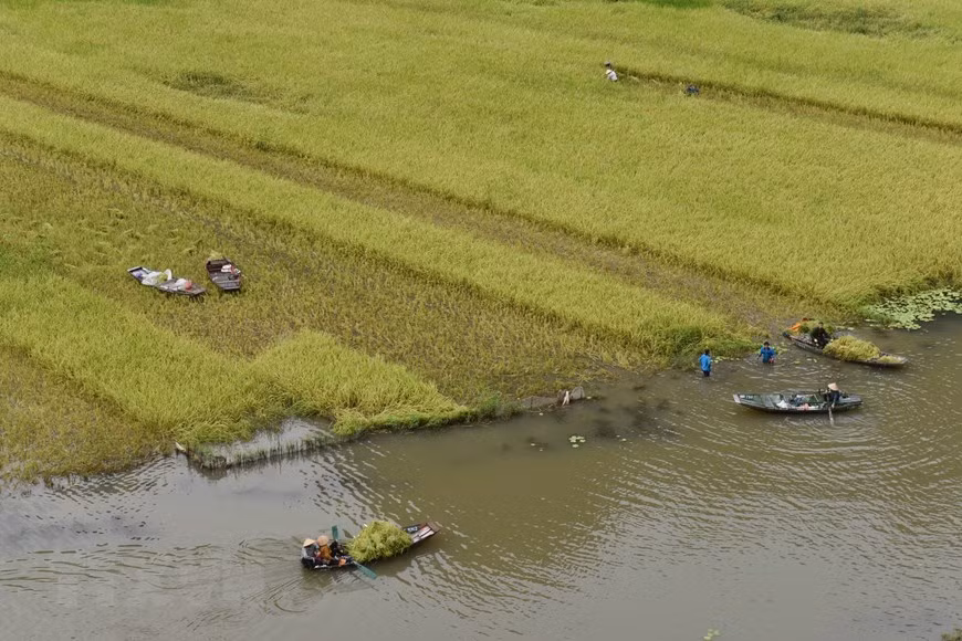 La gente de Tam Coc cosecha los frutos de su trabajo. (Foto: VNA)