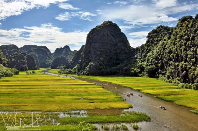 Los campos de arroz dorados en Tam Coc - Bich Dong. Foto: VNA