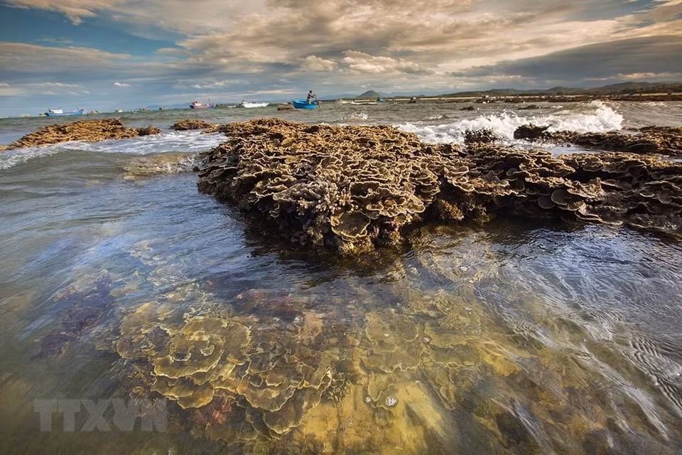 La belleza del arrecife de coral de 150 m de largo en Phu Yen. (Fuente: VNA)